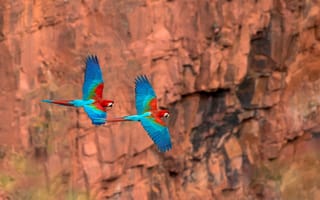 Картинка полет, скалы, Mato Grosso do Sul, макао, Brazil, Macaws Bird, попугай, парение