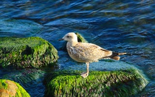 Картинка sea, bird, stones, water