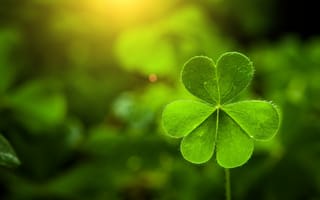 Картинка abstract, beautiful, bokeh, appeal, celebration, clover