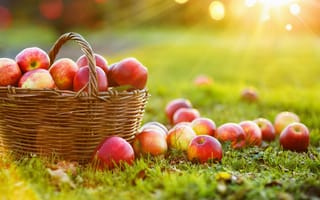 Картинка apple, autumn, agriculture, basket, apples, color, closeup, branch