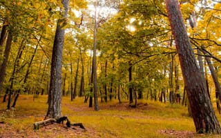 Картинка forest, park, fall, autumn