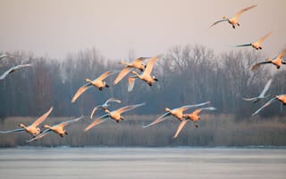 Картинка животные, небо, полёт, природа, стая птиц, горизонт, облака, пейзаж