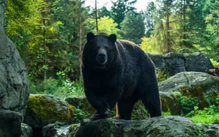 Картинка bear, isolated, angry, large, wild, himalayan, grizzly