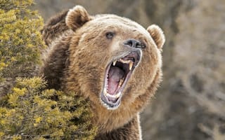 Картинка bear, one, single, wild, angry, close up, wildlife, large
