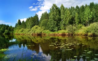 Картинка лес, небо, река, облака, трава, деревья, пейзаж, природа