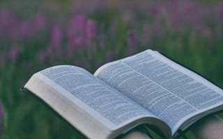 Картинка поле, трава, цветы, растения, книга, пейзаж, природа