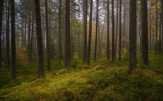 Картинка лес, утро, Олег Бабурин