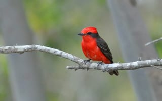 Картинка Red, Black, Tié Sangue, Bird, Eye, Beak, Branch