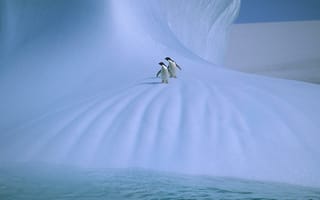 Картинка пингвины, лед