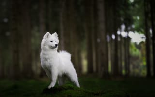 Картинка лес, мох, Самоед, собака