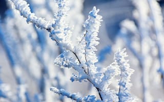 Картинка зима, иней, изморозь, природа, деревья, снег, ветка