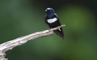 Картинка white, black, Andorinha, blue, bird