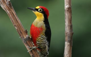 Картинка Red, Yellow, Woodpecker, Bird, Beak, Branch
