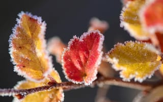 Обои макро, лед, листья, изморозь, желтые, снег, красные