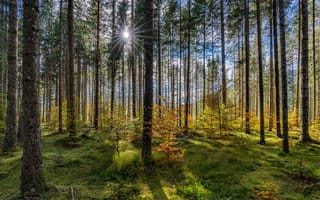 Картинка Солнце, Германия, Mittenwald, Бавария, Ствол дерева