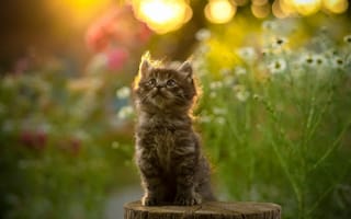 Картинка пушистый, котёнок, Юрий Коротун, колода