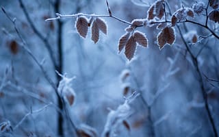 Обои зима, иней, листья, мороз, ветки, природа
