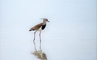 Картинка Brazil, Ubatuba, Quero-Quero or Southern Lapwing (Vanellus chilensi