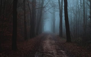 Картинка дорога, лес, природа, тропа, растения, мрак, деревья, туман