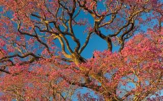 Картинка Бразилия, Brazil, Flower Pivo Rosa trees, Цветочные деревья Пиво-Роса, North Pantanal, Северный Пантанал