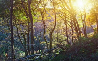 Картинка Рассвет, Ирландия, Glenariff Forest Park, Лесопарк Гленарифф, Ireland, графство Антрим, Sunset County Antrim
