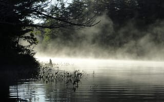 Картинка лес, небо, трава, река, пейзаж, туман, природа, деревья