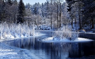 Картинка снег, вода, кусты, озеро, деревья, лес, зима, природа