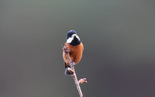 Картинка Blue, Black, White, Bird, Branch, Beak, Brown, Eye