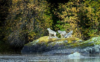 Картинка вода, хищники, Канада, Ванкувер, Canada, British Columbia, Деревья, Wolves