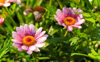 Картинка flower, pink, blooming