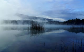 Картинка лес, небо, туман, трава, природа, облака, пейзаж, деревья