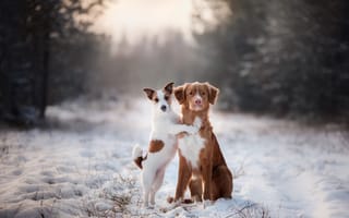 Картинка dog, beautiful, cute, day, animal, attractive, beauty, cold