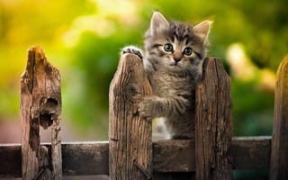 Картинка серый, забор, Юрий Коротун, боке, котёнок