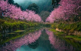 Картинка grass, forest, cherry blossom, landscape, mountains, water, trees, nature