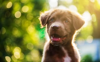 Картинка nature, mammal, nova scotia duck tolling retriever, nova, paw