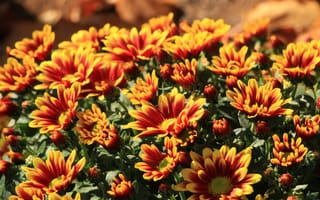 Картинка flower, autumn, aster