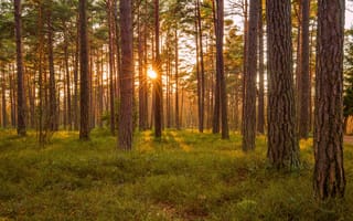 Картинка nature, orange, outdoor, moss, estonia, national, nobody, natural