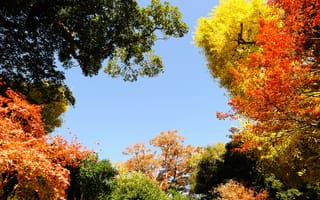 Картинка calm, autumn, daylight, beauty, color, bright, branch, day