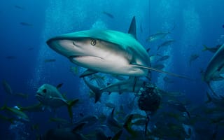 Картинка deep, blue, bahamas, exuma, caribbean, caribbean reef shark, animal