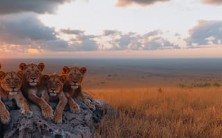 Картинка Облака, Рассвет, Четверо, Хищники, Цифровое искусство, Камень, Саванна, Львы