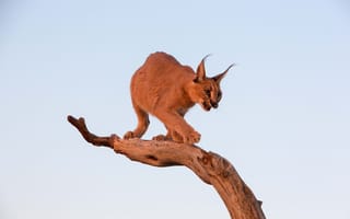 Картинка хищник, Caracal, степная рысь, каракал, бревно