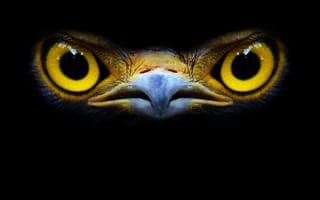 Картинка falcon logo, leucocephalus, bird eye close up, birds eye, serpent-eagle