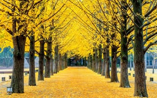 Картинка Желтый, Осень, Красота, Листва, Корея, Autumn, Ряд, Yellow
