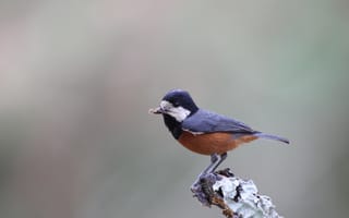 Картинка Blue, Black, White, Branch, Eye, Bird, Brown, Beak