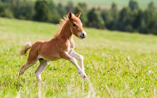 Картинка summer, grass, field, mini, nature, horse, colt, animal