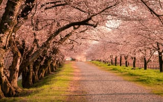 Картинка Japan, grass, road, cherry blossom, nature, trees, Toyama, landscape