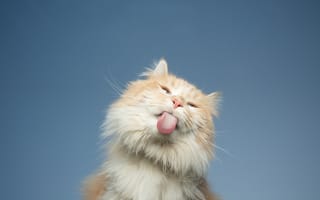 Картинка clear sky, blue, licking, beige, cat, feline, fluffy, fur