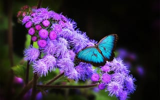 Картинка крылья, цветок, экзотика, тропики, бабочка