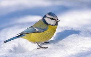 Картинка colorful, beautiful, feeder, eating, sight, frost, tit, eurasian