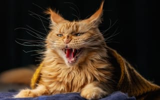 Картинка кот, шарф, чёрный, Юлия Зубкова, оскал, рыжий, мейн-кун, мордочка